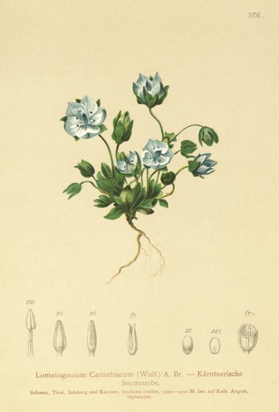 Blue Feltwort by German School